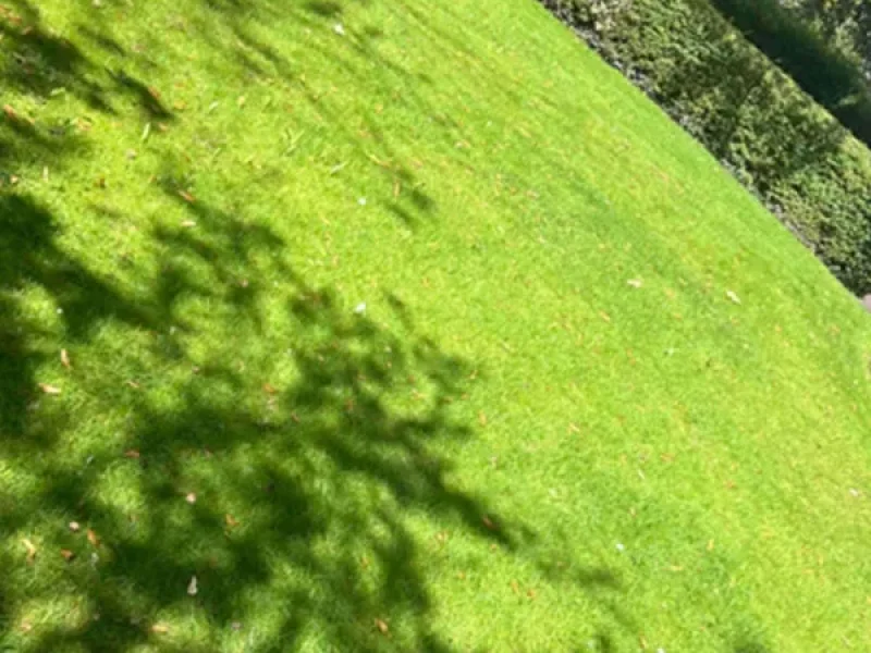 Green_grounds_img
