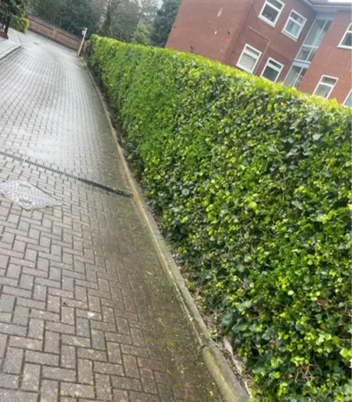 hedge_img