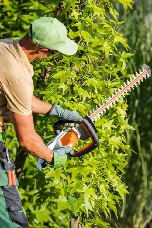 hedge_trimming_img